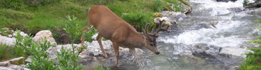 Deer crossing creek, Thunder Basin